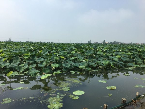 宝应荷藕 图2