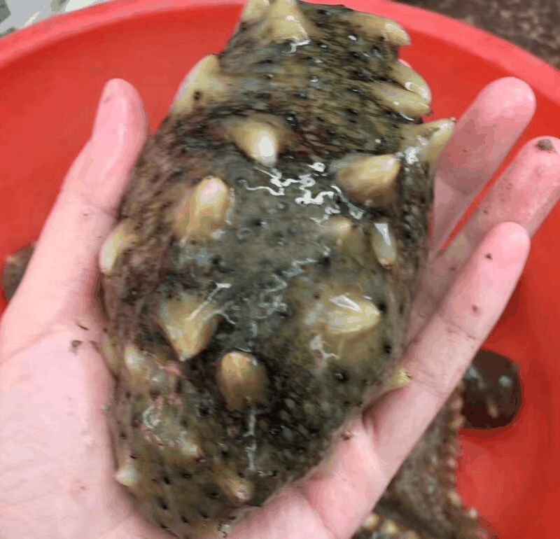 砣矶岛野生海参