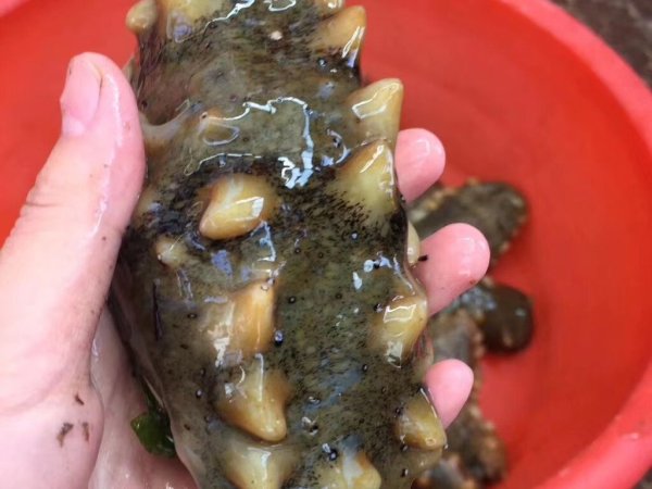砣矶岛野生海参 图3